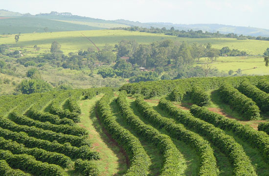 Brazylia Fazeda da Lagoa
