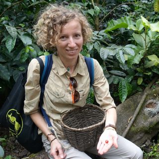 Dominika - zbiory w Kostaryce