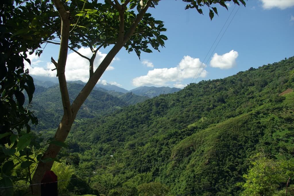 Kolumbia Quindio Finca Palmichal - Kawa Speciality