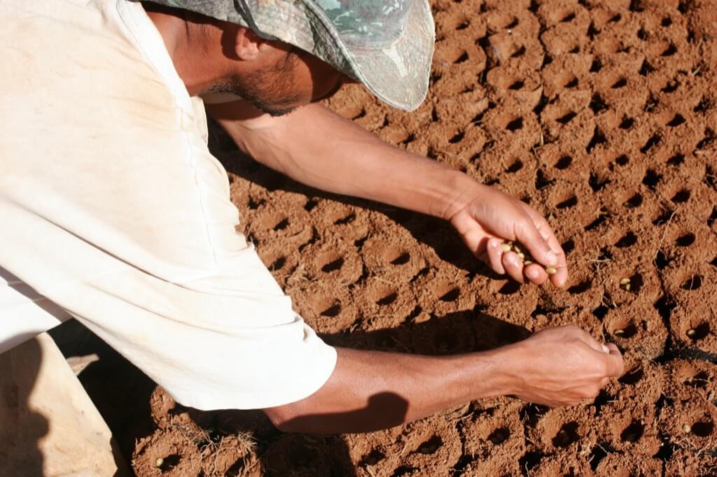 Kawa ziarnista Brazylia Cerra do Cabral