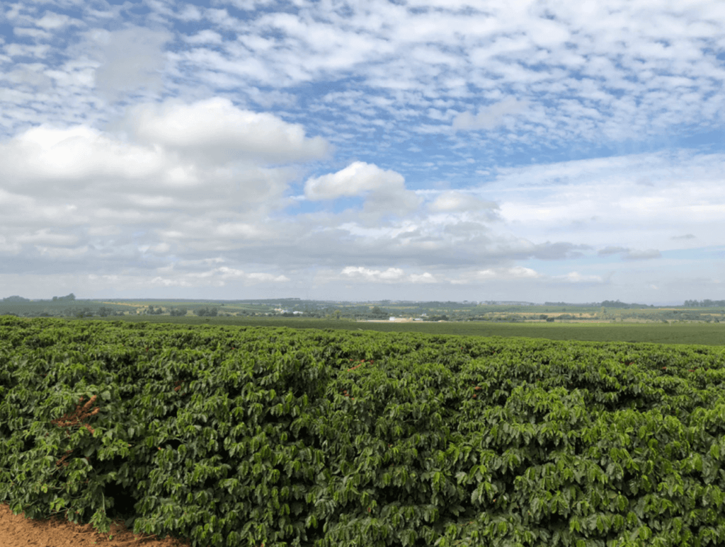 Kawa ziarnista Caramelo Doce