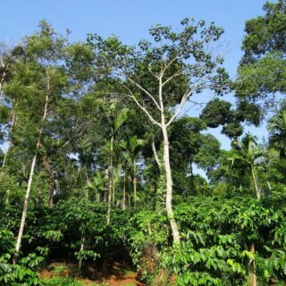 Plantacja kawy w cieniu