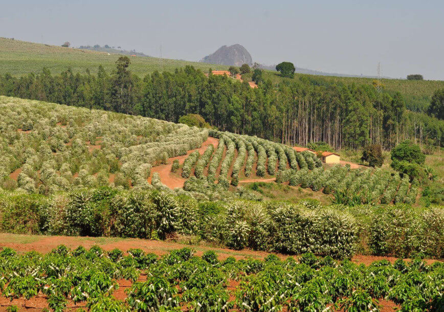 Kawa ziarnista z Brazylii Fazenda Pedra Grande