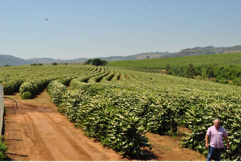 Kawa ziarnista z Brazylii Fazenda Pedra Grande
