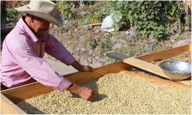 Kawa z Hondurasu Guara Verde