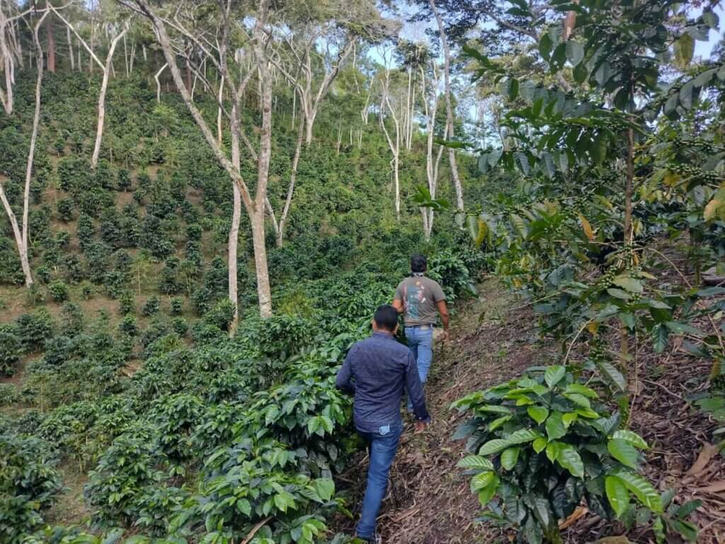 La Despreciada Finca