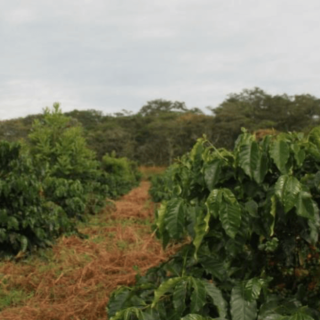 Zambia Kachipapa Farm