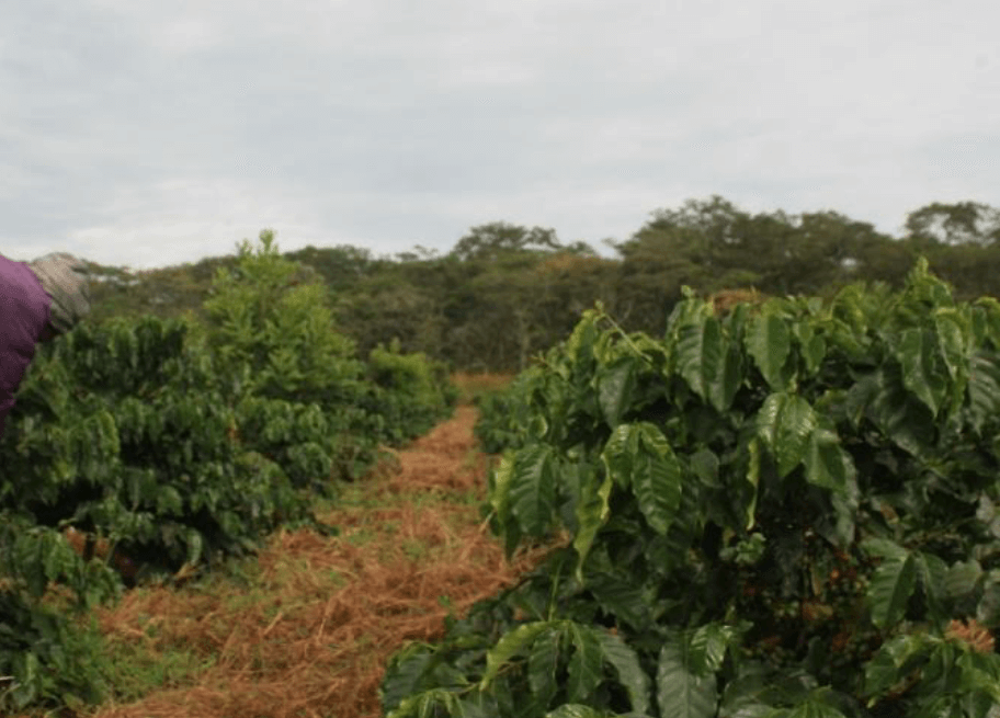 Zambia Kachipapa Farm