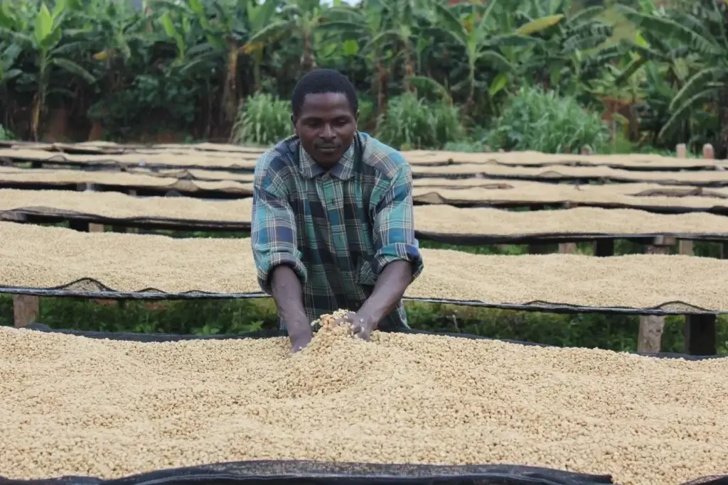 Burundi kawa ziarnista