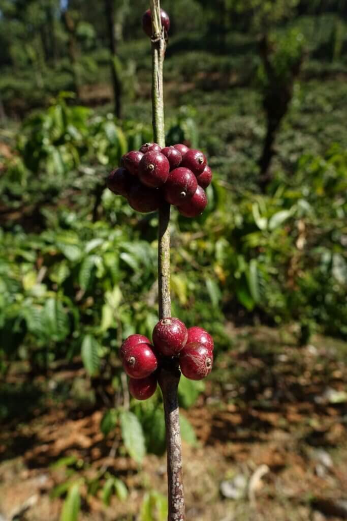 El Gato Kawa na drzewie