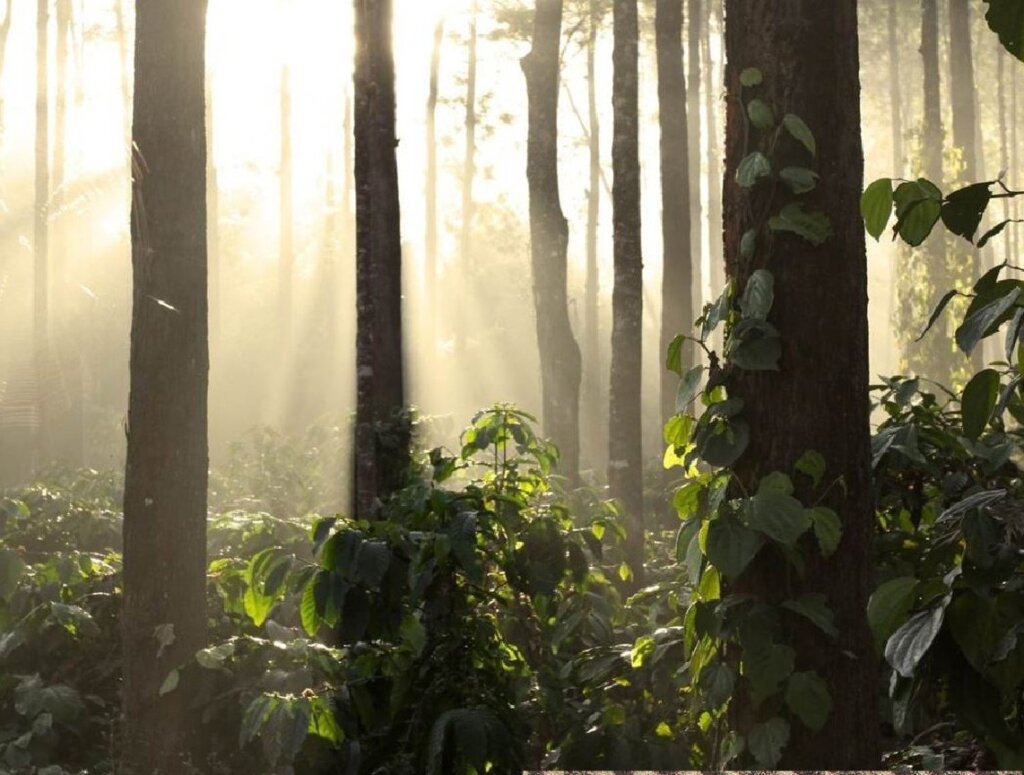 Kawowce w cieniu rodzimych drzew