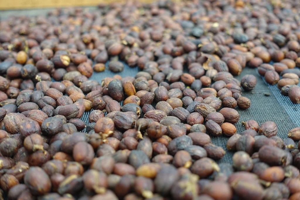 Kawa obróbka natural