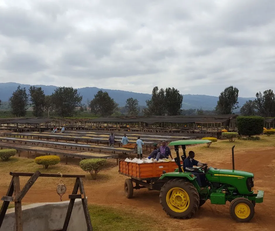 Tanzania Pre-fermented